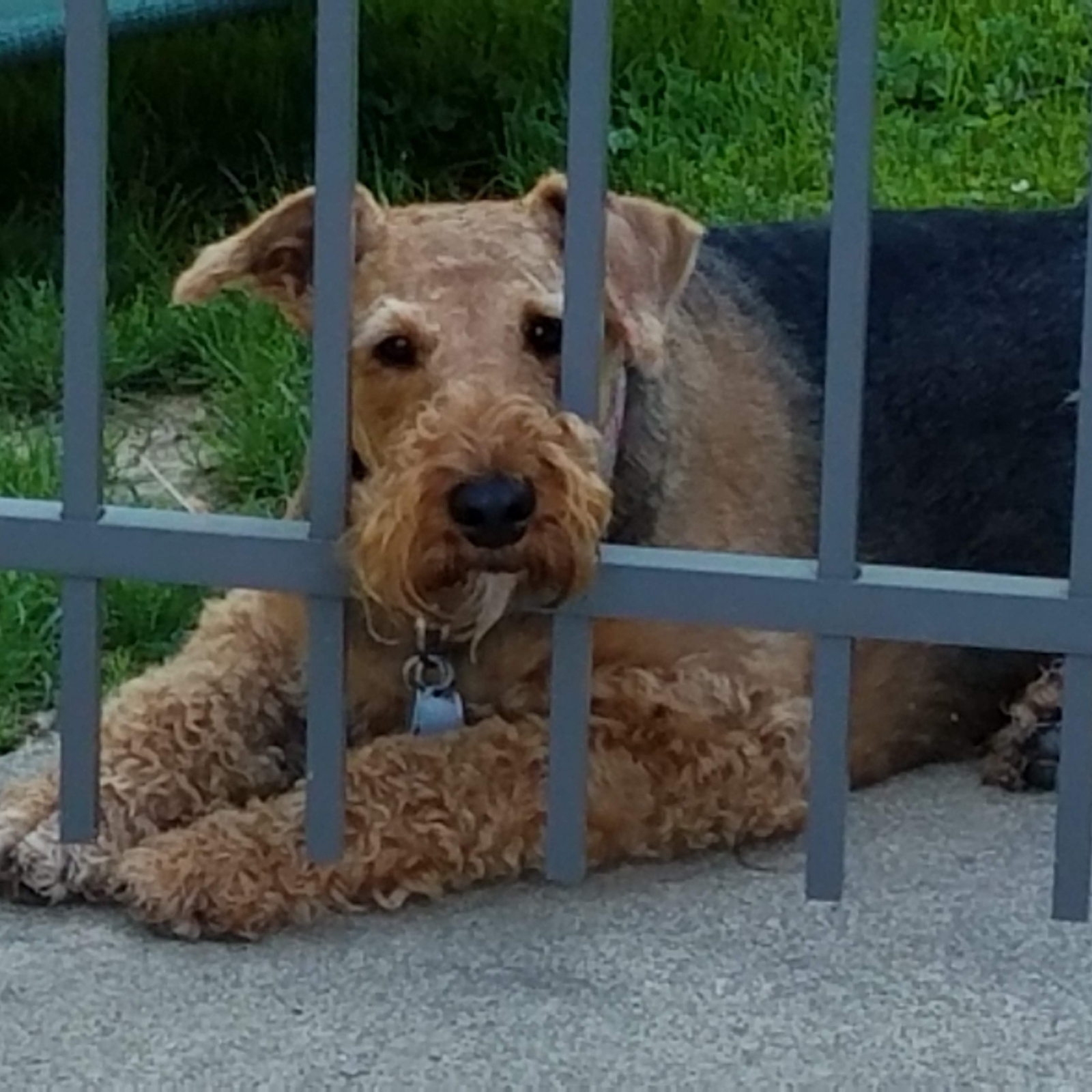 airedale terrier dogs for sale