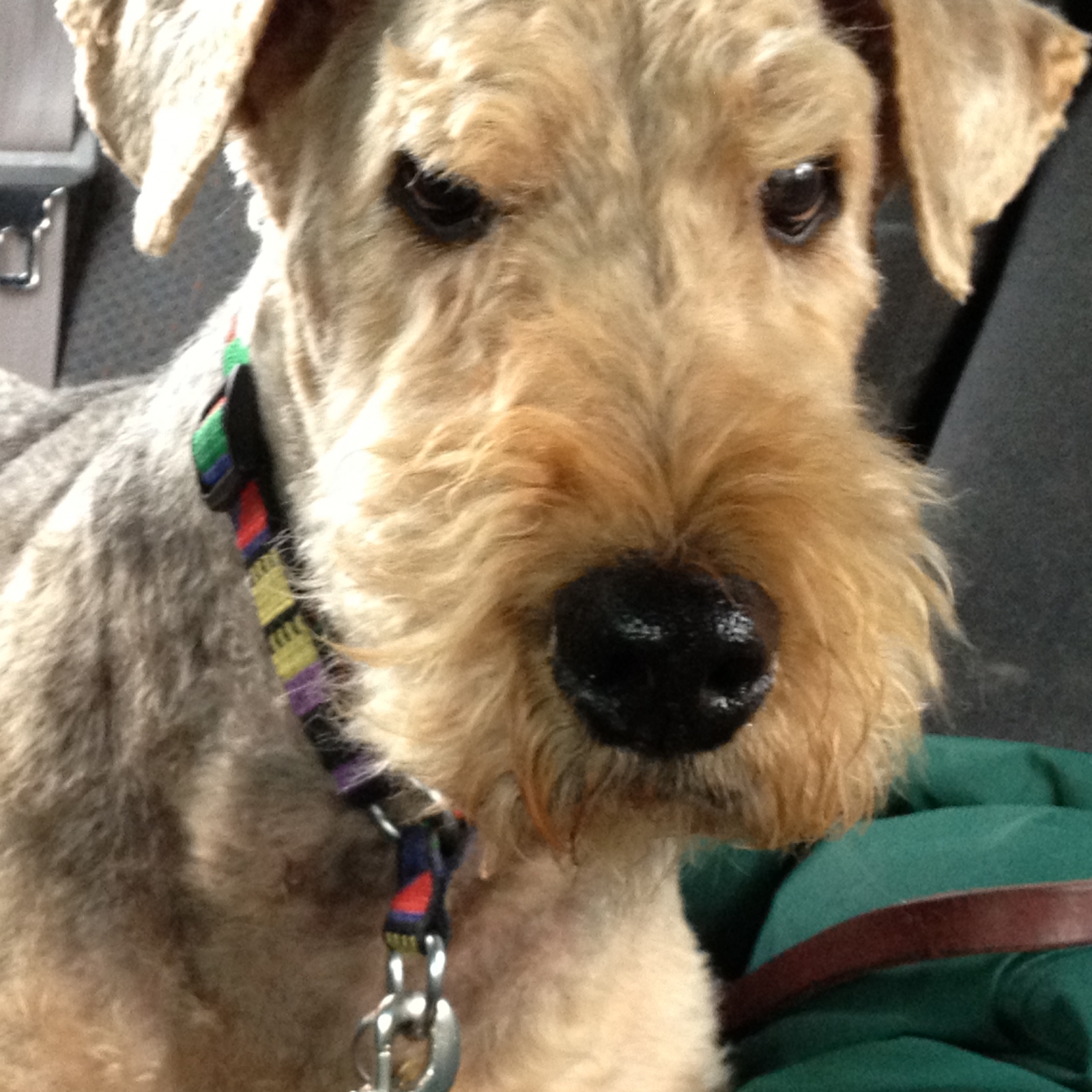 ATRA Airedale Terrier Rescue & Adoption Finding loving homes one Airedale at a time