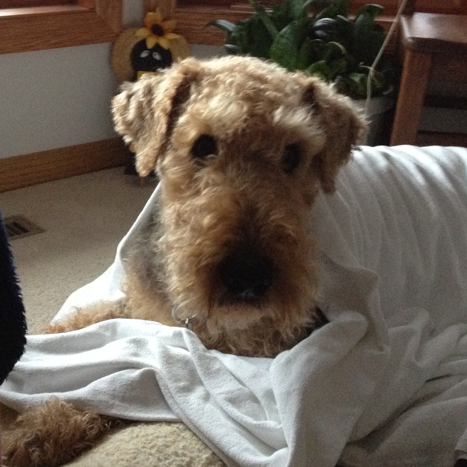 ATRA Airedale Terrier Rescue & Adoption Finding loving homes one Airedale at a time