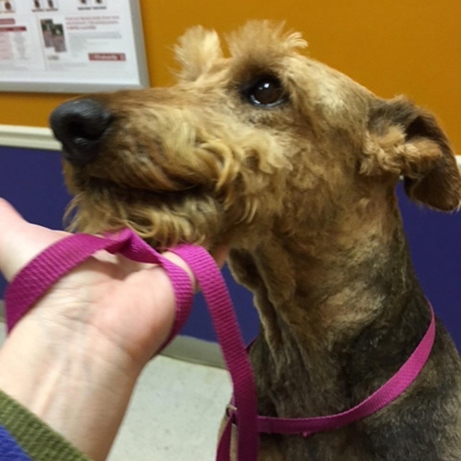 ATRA Airedale Terrier Rescue & Adoption Finding loving homes one Airedale at a time