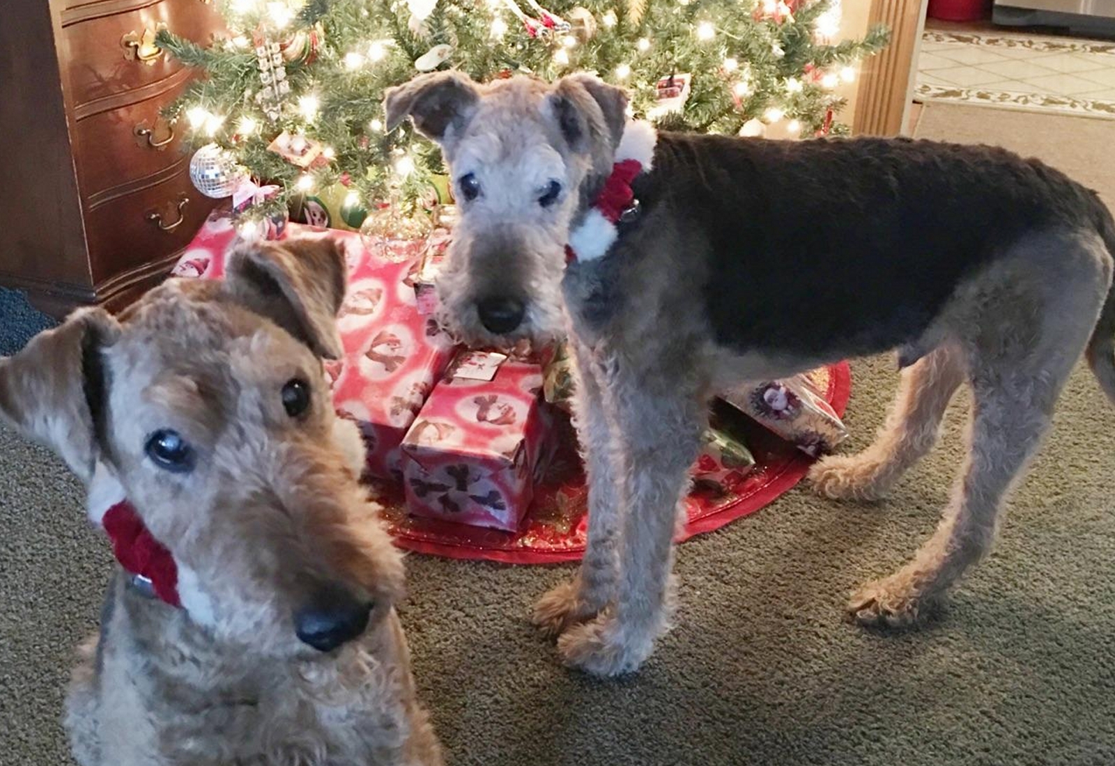 ATRA Airedale Terrier Rescue & Adoption Finding loving homes one Airedale at a time