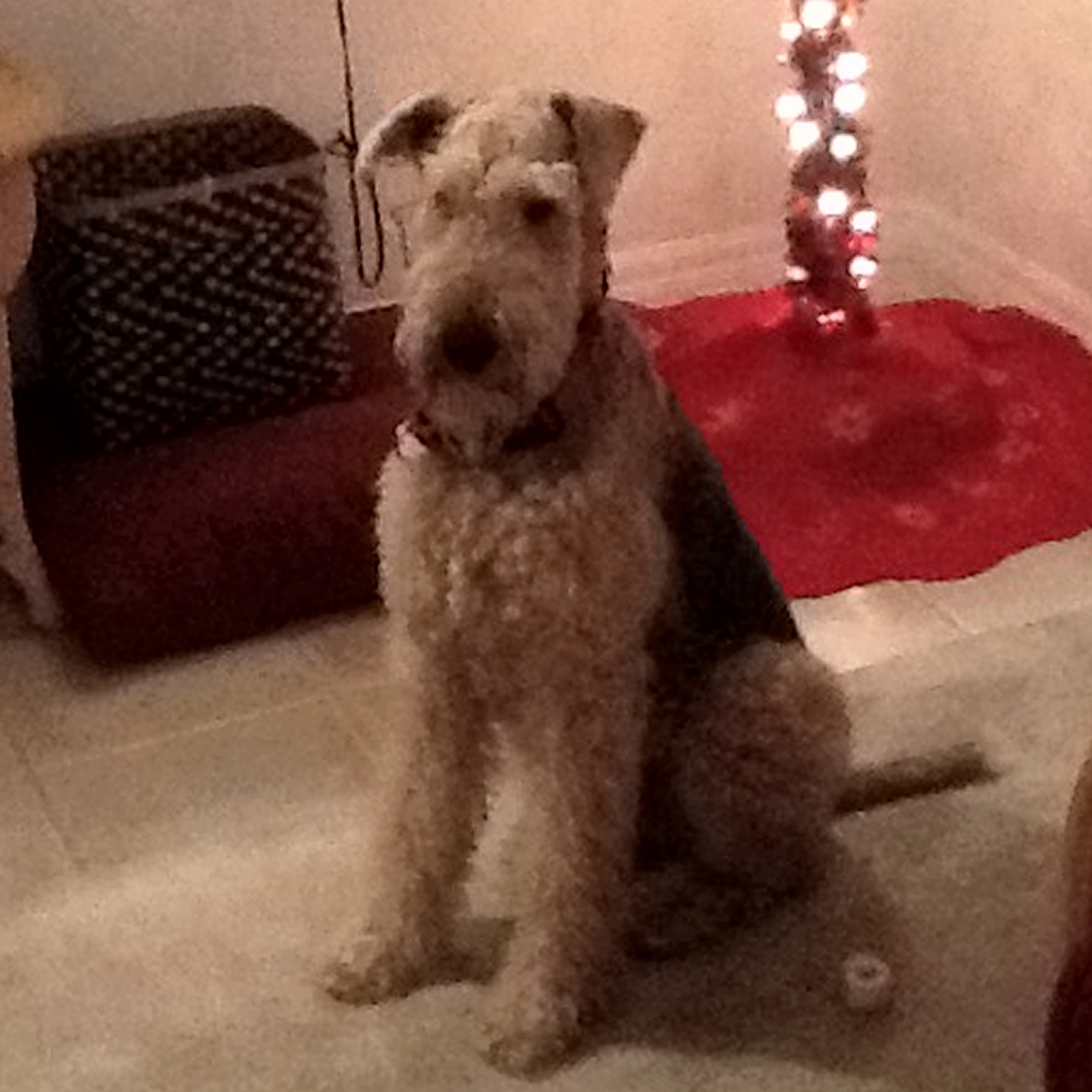ATRA Airedale Terrier Rescue Adoption Finding Loving Homes One 