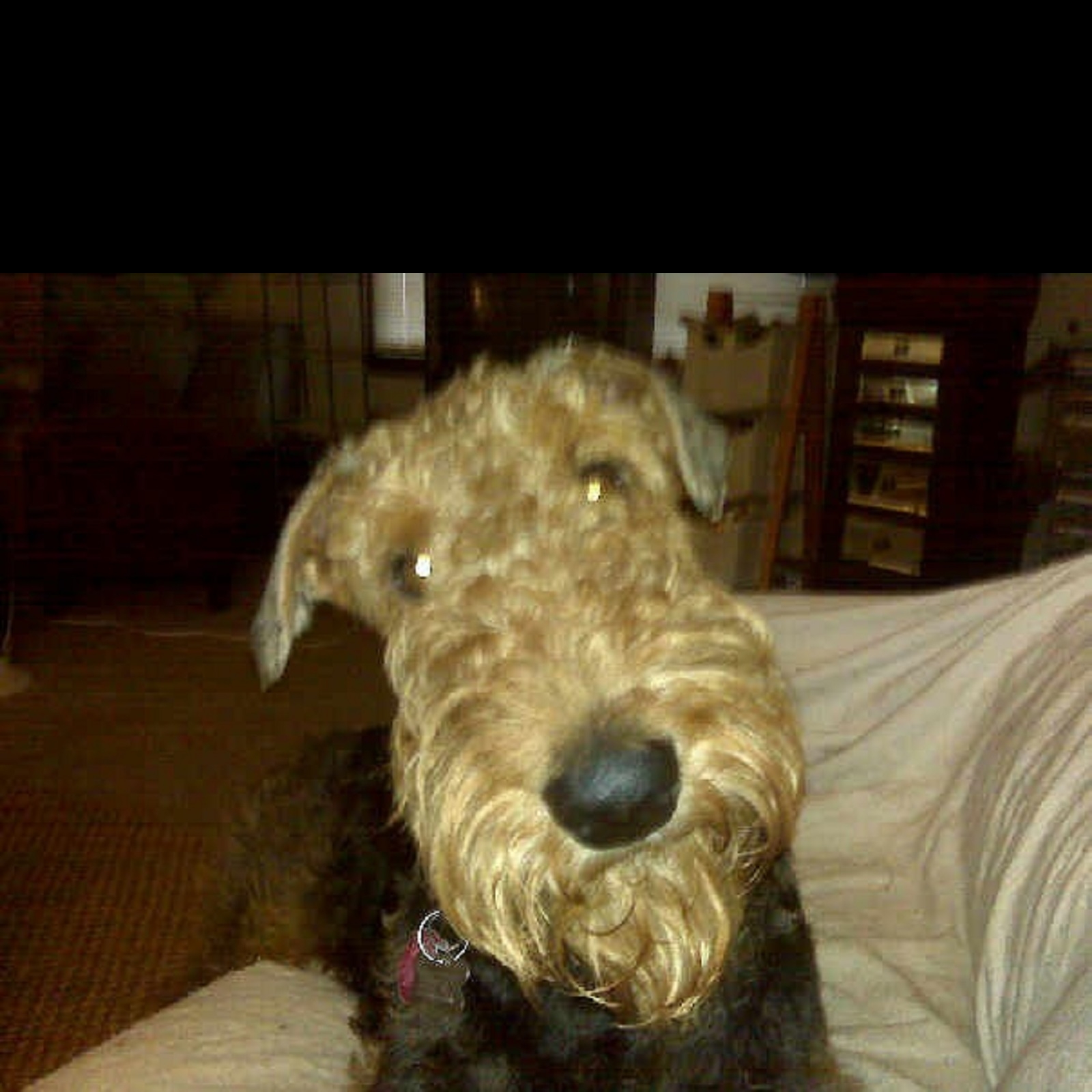 atra airedale terrier rescue adoption finding loving homes one