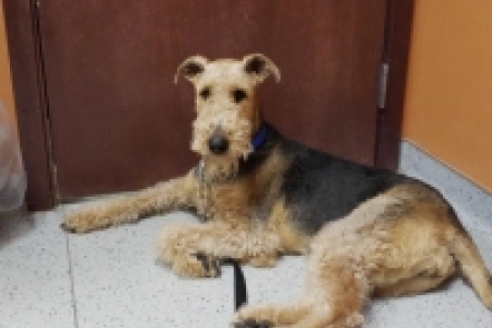 ATRA - Airedale Terrier Rescue 